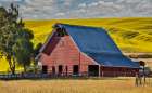 USA, Washington State, Palouse. Canola field and red barn Art Print